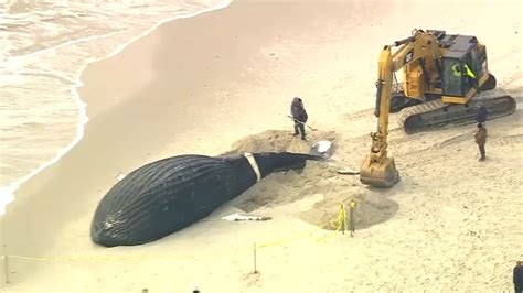 whale found on beach